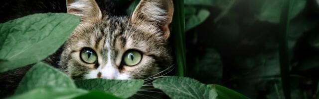 Drama u avionu! Zaboravili mačku, a onda je obišla ceo svet za samo 24 sata (VIDEO)