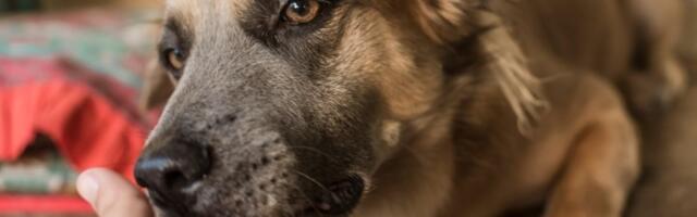 Ako vas pas LIŽE, to NIJE POLJUBAC: Evo šta to zaista znači