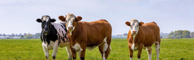 KRAVE NAPRAVILE HAOS NA ZLATIBORU! Veliki zastoj, kolone automobila čeka!