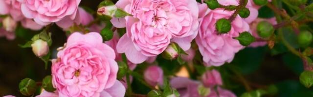 Baštovani kažu da je ovo najveća greška koju možete napraviti sa ružama u JESEN