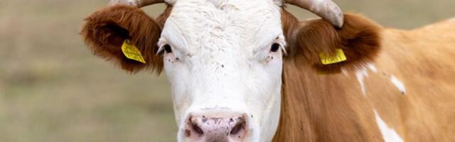 Policija u Nemačkoj morala da „privodi“ odbeglu kravu