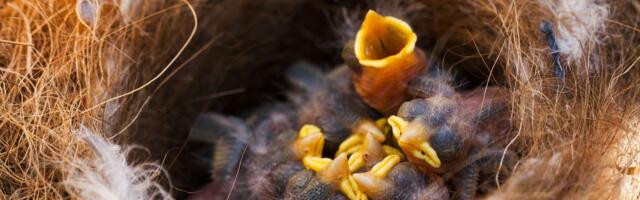 Muž i žena sa Novog Zelanda kupili jelku: Među granama božićnog drveta pronašli TRI SKRIVENA POKLONA