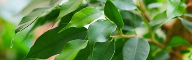 Privucite BOGATSTVO: Fikus treba da stoji samo na ovom mestu