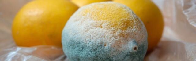 Pomoranda i limun neće buđati: Trik koji čuva ukus i svežinu citrusa nedeljama