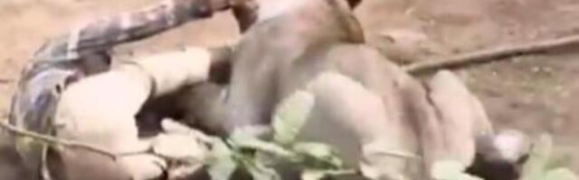 (UZNEMIRUJUĆI VIDEO) LAVICA ZARILA KANDŽE ČOVEKU U MESO! Ležao prekriven KRVLJU, ljudi vrište, ovo je UŽASAVAJUĆE!