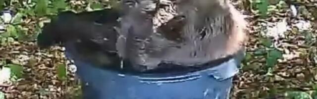 Mladunče medveda u komšiluku našlo način da se rashladi: Svi gledaju u njega (VIDEO)
