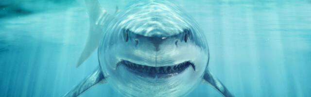 AJKULA RANO JUTROS ISKASAPILA DVOJE! Devojka umrla, prolaznik podvezao krvarenje njenom momku!