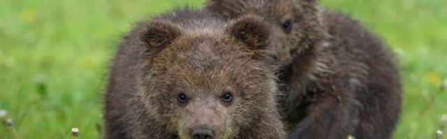 Medvedica ubijena u Slovačkoj, sad pronađena njena tri mladunčeta