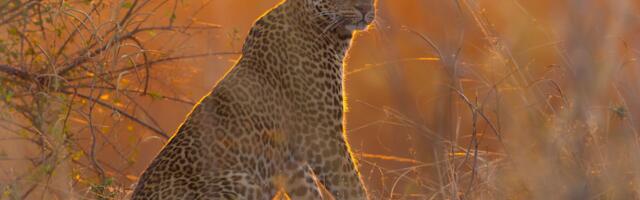 Sajmon Blejkni, urednik BBC serije 'Kraljevstvo': 'Priroda je pisala scenario'