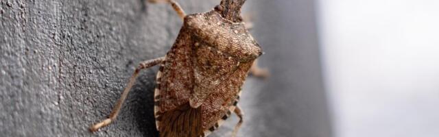 Smrdibube beže od ovoga "glavom bez obzira": Prirodni trik ih tera zauvek iz kuće, svi ga imaju u kuhinji