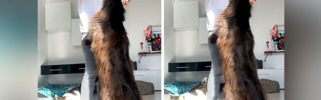 Ne trljajte oči bez potrebe, ovo je pravi džin na šapama: Zevs nije mejn kun, već čovek u mačijem kostimu