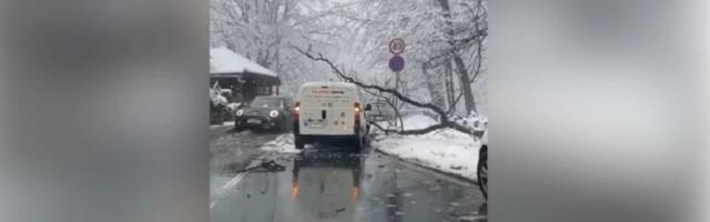 Palo drvo na kombi na Košutnjaku (VIDEO)