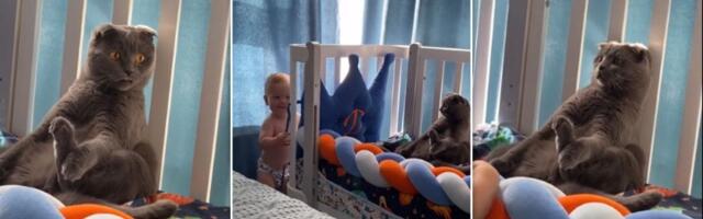 Kad mačak uspešno "iskulira" bebu (VIDEO)