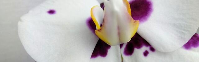 Ovo je JEDINO mesto na kojem ORHIDEJA neće UVENUTI