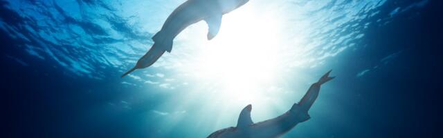 LJUDI UPOZORENI NA OPASNOST Stotine ajkula vrebale u plićaku, jeziva scena: Evo šta su tražile