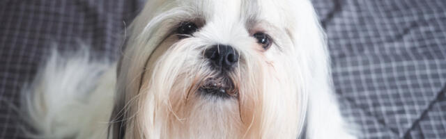 PAS je uporno odbijao hranu, a onda je vlasnik izgovorio MAGIČNU REČ koja je promenila sve - niko ne veruje šta gleda! (VIDEO)