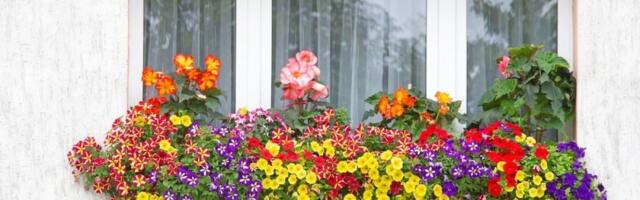 Novo raskošno cveće koje svi sade ove sezone: Daje bujne i šarenolike cvetove i izgleda kao iz časopisa