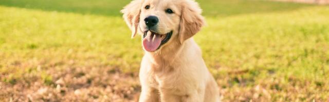 Štenci koji su pravi mali vragolani: 8 rasa pasa koje će vam pokidati živce prve godine