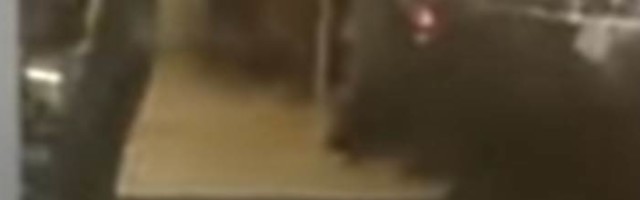 Prestravio se kada je video medveda koji je ušetao (VIDEO)