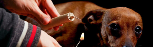 DRŽAO OGROMNU PETARDU U RUCI: Stariji muškarac poginuo u novogodišnjoj noći, pas uginuo od straha