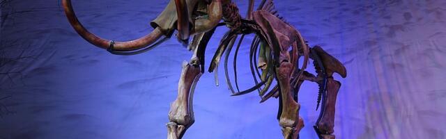 Mamutske kosti čuvane u muzeju 70 godina zapravo pripadaju drugoj životinji