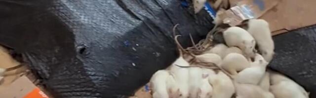 Kad su mu ušli u kuću, momentalno im se slošilo! OVAKO IZGLEDA NAJGORA NOĆNA MORA, bilo ih je na stotine! (VIDEO)