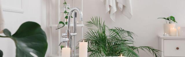 Ovu biljku treba imati u sobi za bolji san: Zaboravili ste na nju, a neverovatna je