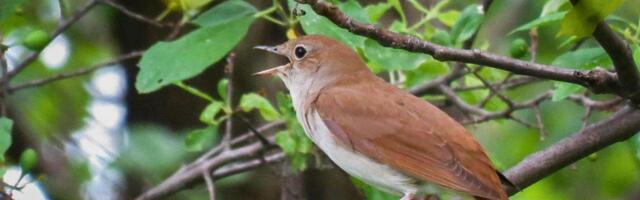 Besplatni izleti za „Noć slavuja“ na 30 lokacija u Srbiji