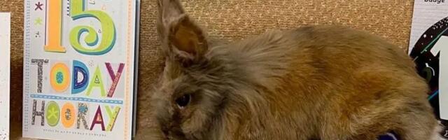 Herbi ima 15 godina i 246 dana: Britanski KUNIĆ pre dva dana oborio SVETSKI REKORD DUGOVEČNOSTI