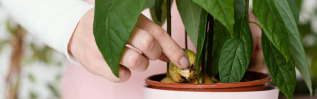 Često nije strašno, ali nije uvek ni bezazleno: Znakovi koji otkrivaju šta nije u redu sa vašim biljkama