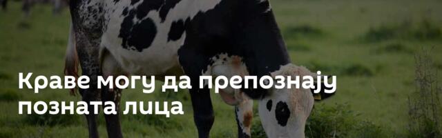 Краве могу да препознају позната лица