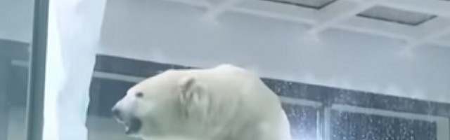 Otvorili su hotel u kojem ljude zabavljaju životinje: Ljudi su prestravljeni, ali su sobe pune (VIDEO)