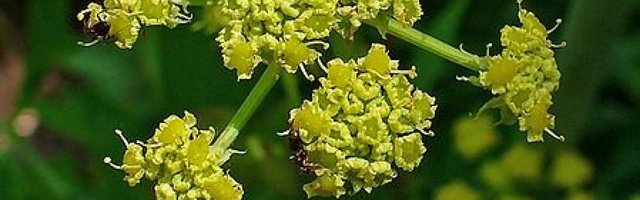 Na ovu biljku svi smo zaboravili, a ona čisti telo i rešava probleme sa želucem