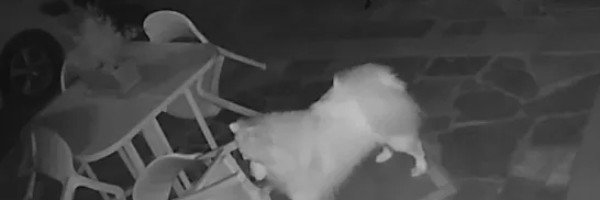 Četvoronogi dekorater svojim gazdama konstantno preuređuje dvorište