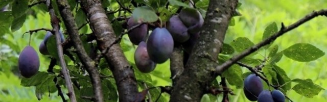 Donosimo vam neke od osnovnih smernica kako biste uspešno ispekli dobru "domaću"