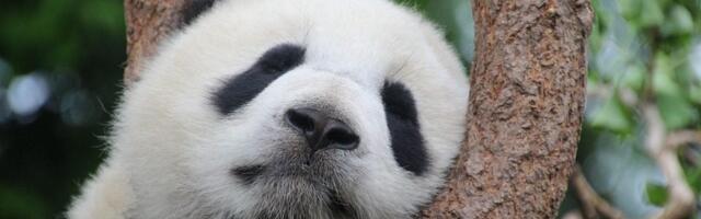 Kineska ambasada u Parizu obećala da će ponovo poslati džinovske pande Francuskoj