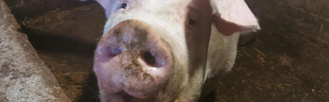 Cena stoke vrtoglavo raste: Jedna opština u Srbiji prednjači, evo koliko treba izdvojiti za kilogram praseta