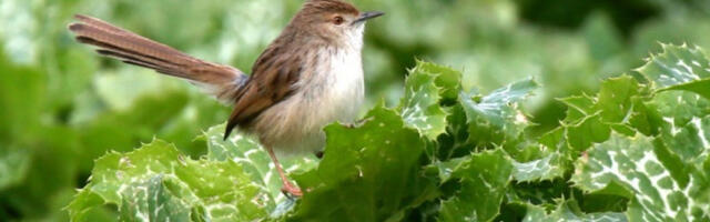 Društvo za zaštitu ptica vodi građane na slušanje pesme slavuja