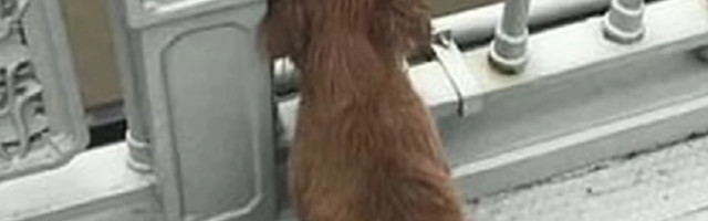 Pas vas stalno prati kada idete u kupatilo? Razlozi će vas raznežiti