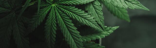 Proizvodi od kanabisa sa više THC-a blago smanjuju bol, ali uzrokuju više sporednih efekata