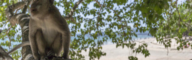 Када посластице постану проблем: макаки мајмуни на Гибралтару спас траже у земљи