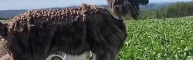 „Чудовишни вук” нови адут Јапана у борби против медведа