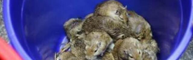 Baštovanka otkrila ubedljivo najbolji trik da oterate miševe iz kuće i dvorišta: Skroz je neškodljiv, a radi posao