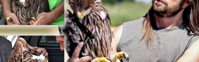 Oslobođen srpski orao Krstaš! Feliksa zarobili krijumčari na Bliskom istoku, evo kada stiže u Srbiju