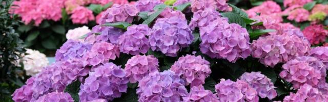 Evo zašto vaša hortenzija ne cveta: Ovu grešku svi prave u proleće!
