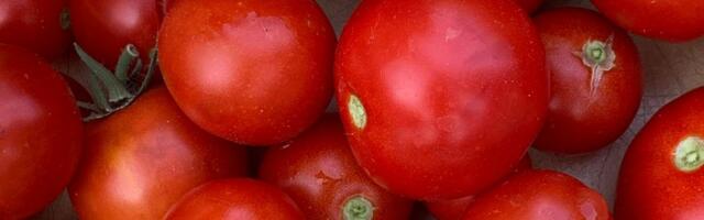 Ako paradajz izgleda ovako, pun je hemije: Proverite peteljku pre svake kupovine