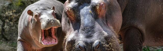 Nilski konji u belgijskom zoološkom vrtu dobili kovid