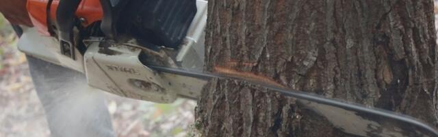 Мештани села Негбине код Нове Вароши годинама се суочавају са великим проблемом, од шуме на Муртеници остају им само пањеви