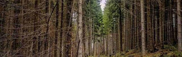 Budite prvi i na vreme rezervišite uskršnje i prvomajske praznike - planina Javor mesto gde se diše punim plućima