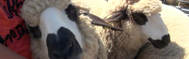 Sajam stoke na Pešteri ogledalo nade i realnosti za stočare